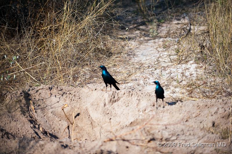 20090614_095838 D3 X1.jpg - Please e-mail me if you know the names of any of these birds